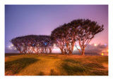 Trees and an Aircraft Carrier in the Fog