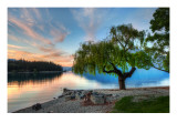 Tree at the Serene Lake