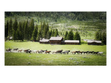 Horses at f/14