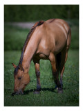 Horse in Field