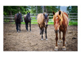 Four Horses