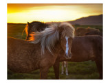 The Golden Horse in Iceland