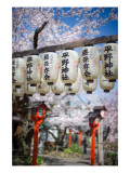 The Lamps and the Sakura