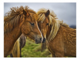 Wheat Horses