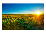 Sunflowers at Sunset