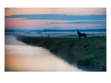 The Silent Horse in the Fog