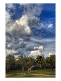 A Giraffe on the Savannah