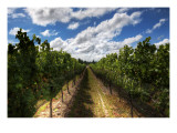 The Wines of New Zealand