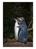 The Yellow-Eyed Penguin