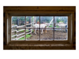 Horse in Window