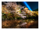 The Midnight Wonder Garden