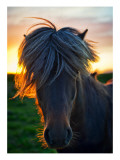 The Horse of Sagas