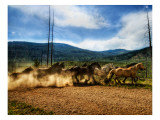 Stampede of the Wild Horses