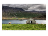 The Sheep and the Lonely House