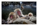 Sleeping Snow Monkeys