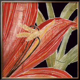 Red Amaryllis with Stem
