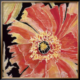 Oriental Poppy