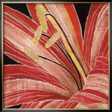 Red Amaryllis
