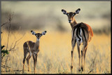 Impala  Mother and Infant