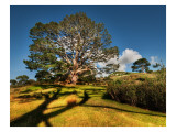 Bilbo's Hobbit Hole and the Party Tree in the Shire