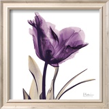 Royal Purple Parrot Tulip