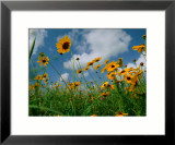 Wild Sunflowers in a Field