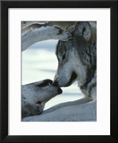 Two Gray Wolves Touch Noses during a Tender Moment