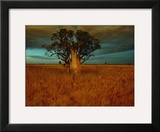 A Boab Tree