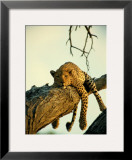 A Leopard Lounges in a Tree