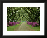 A Beautiful Pathway Lined with Trees and Purple Azaleas