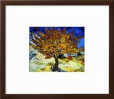 Mulberry Tree  c1889