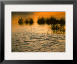Marsh at Sunrise