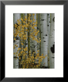 Autumn Foliage and Tree Trunks of Quaking Aspen Trees in the Crested Butte Area of Colorado