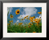 Wild Sunflowers in a Field