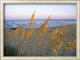 Beach Scene with Sea Oats
