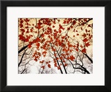 Bare Branches and Red Maple Leaves Growing Alongside the Highway