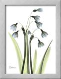 Blue Floral X-ray  Snowdrop