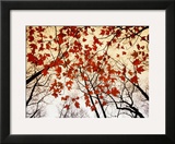 Bare Branches and Red Maple Leaves Growing Alongside the Highway