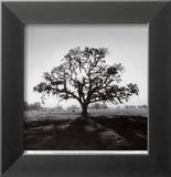 Oak Tree  Sunrise
