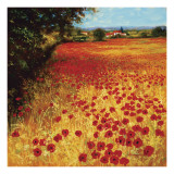Field of Red and Gold
