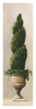 Spiral Topiary