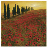 Poppies