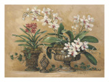 Orchid Renaissance