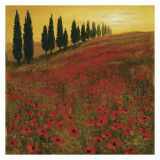 Poppies
