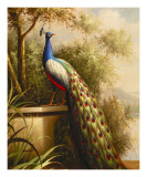 Regal Peacock
