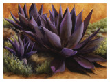 Purple Agaves on the Rocks
