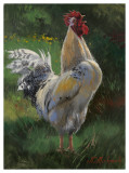 White And Yellow Rooster