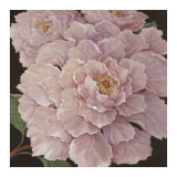 Fuschia Peonies