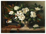 Magnolias Revisit