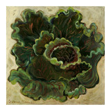 Lettuce